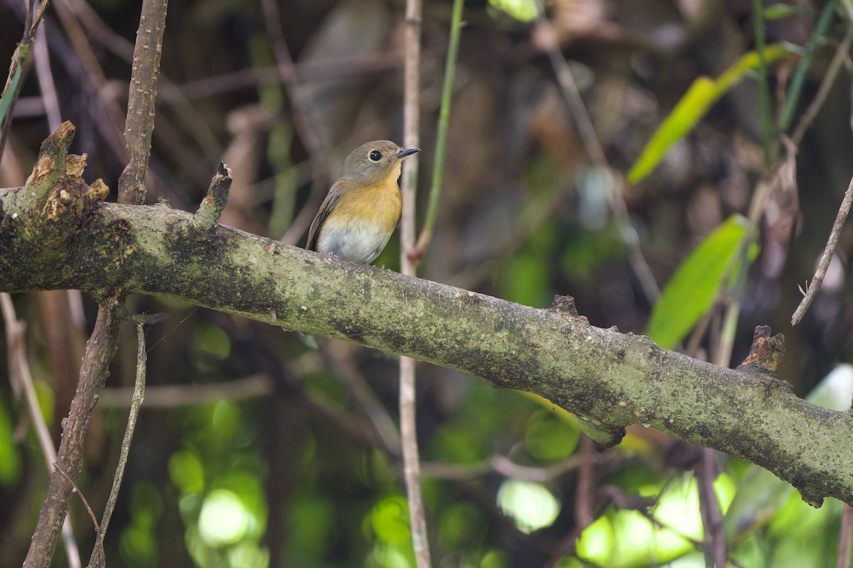 Chinese Blue Flycatcher - ML644453248