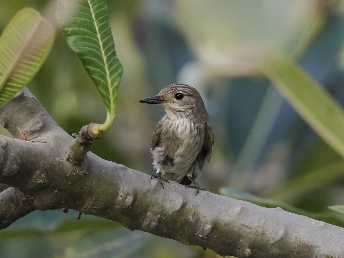 Grauschnäpper - ML644453250