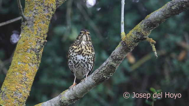 måltrost - ML644453281