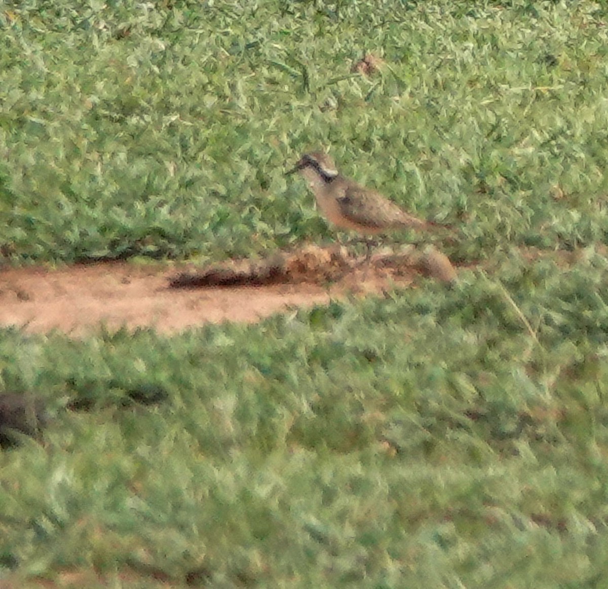 Chorlitejo Pecuario - ML644453316