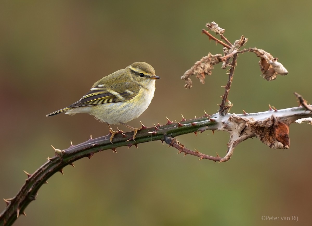 Yellow-browed Warbler - ML644453318
