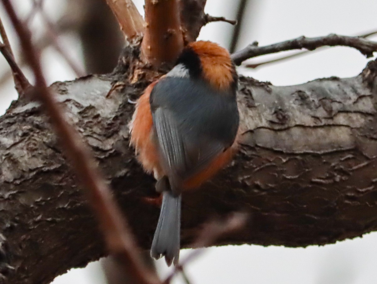 Black-throated Tit - ML644453324