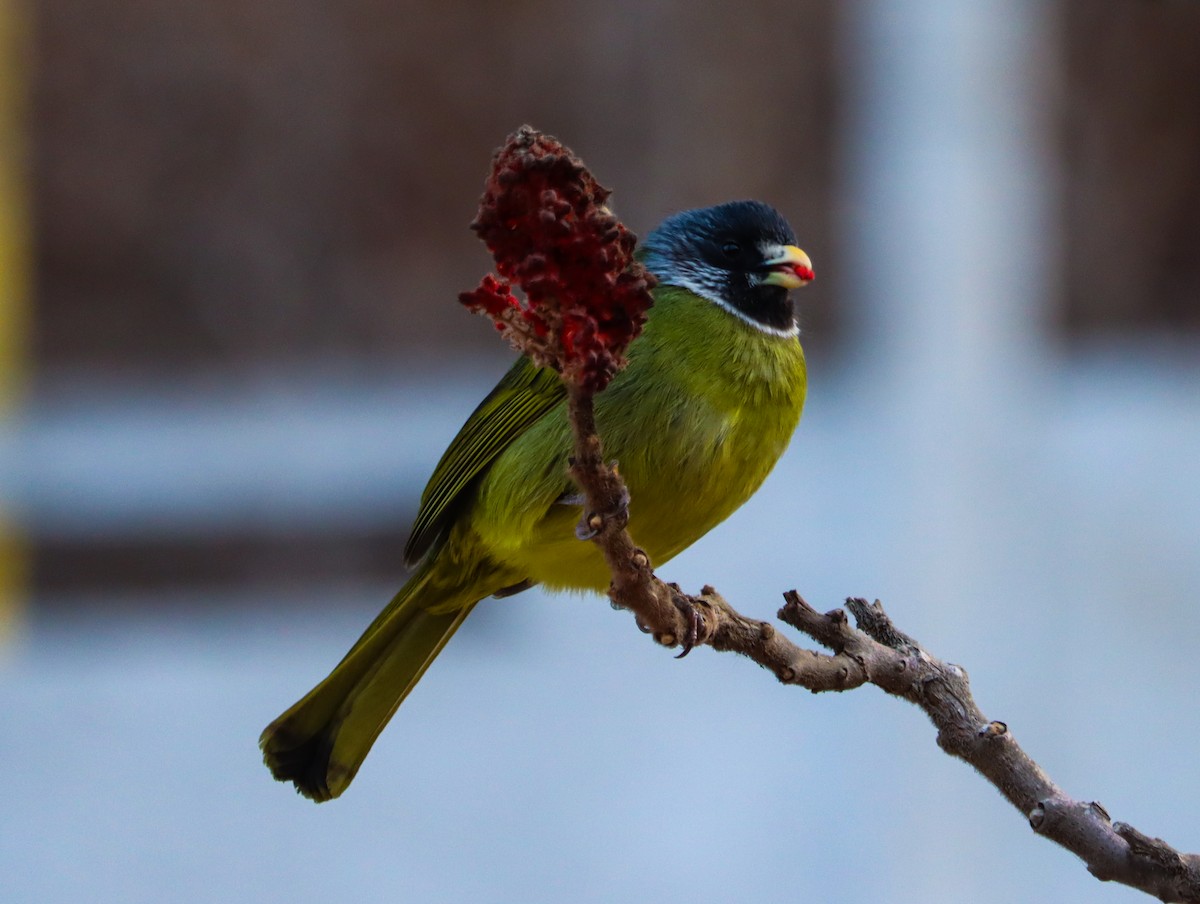 白環鸚嘴鵯 - ML644453325