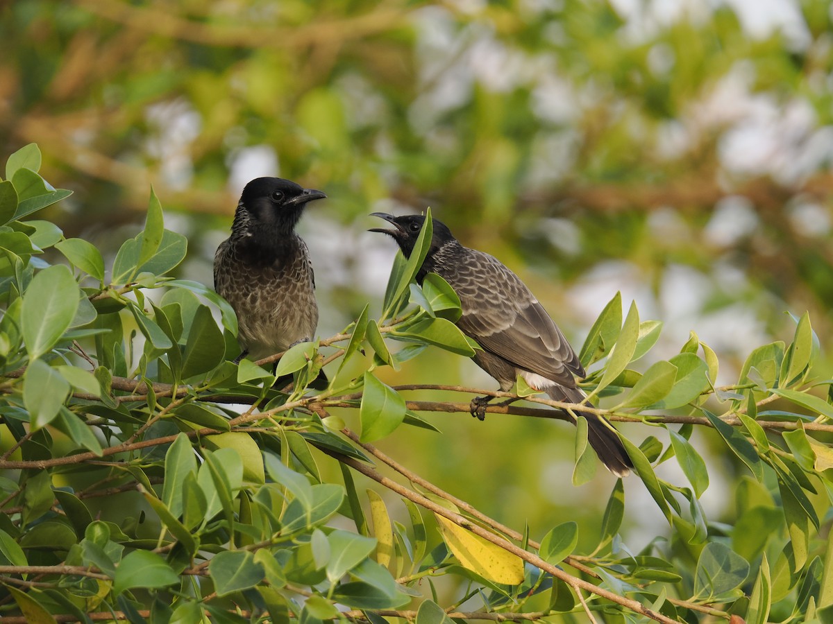 Red-vented Bulbul - ML644453329