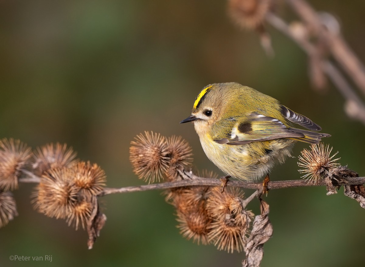 Goldcrest - ML644453337