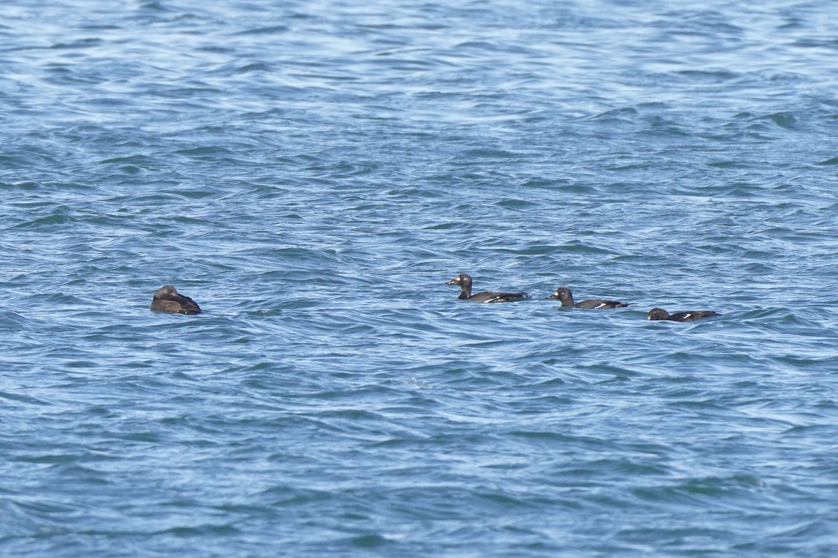 Velvet Scoter - ML644453353