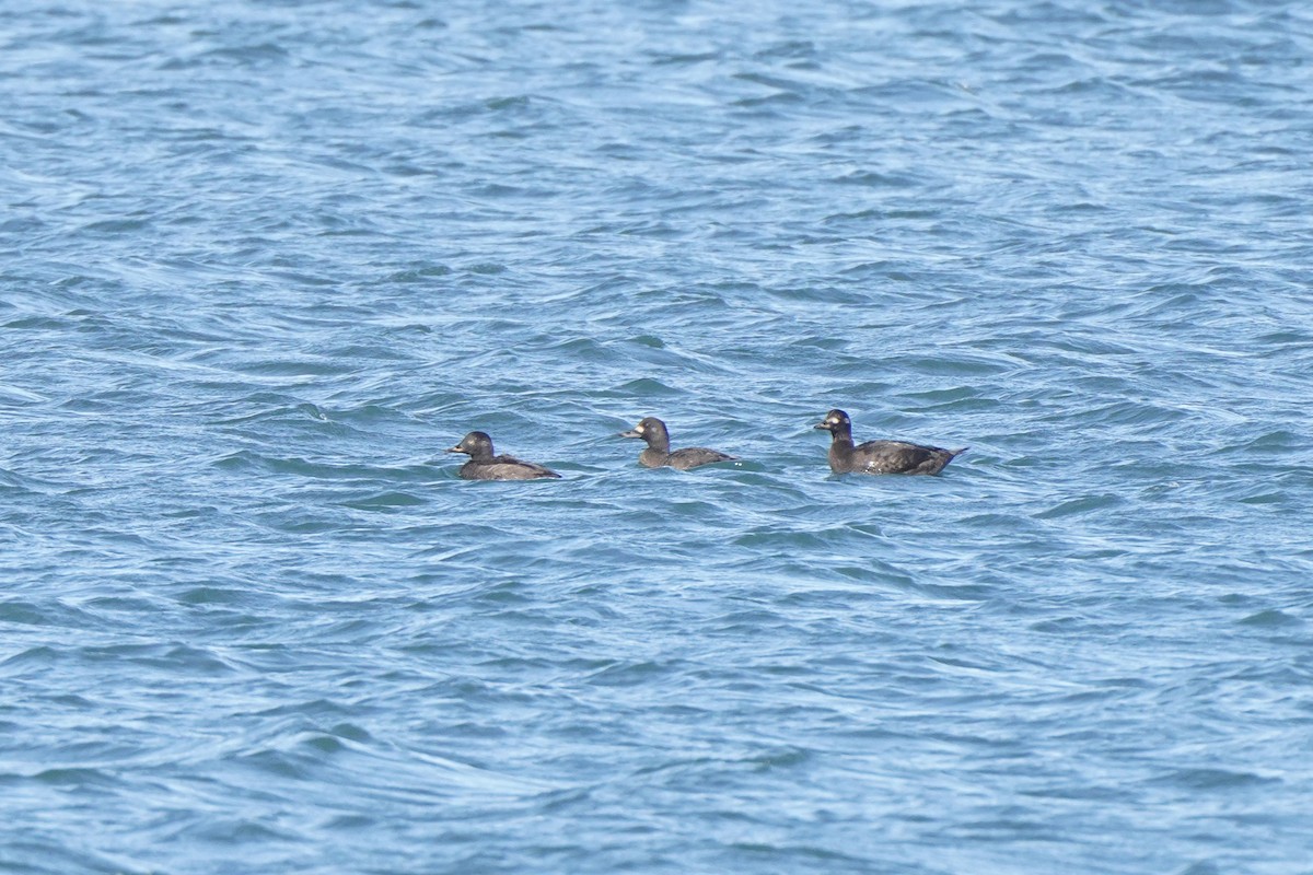 Velvet Scoter - ML644453354