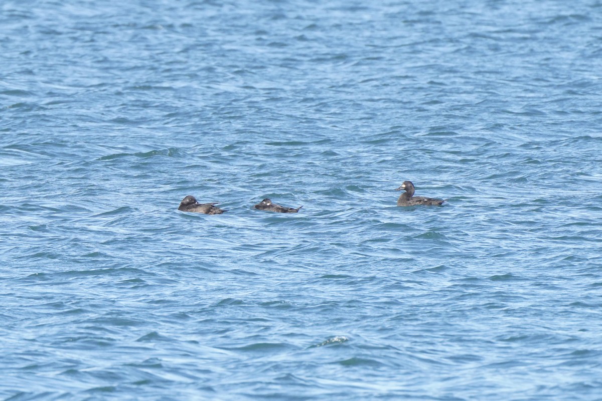 Velvet Scoter - ML644453355