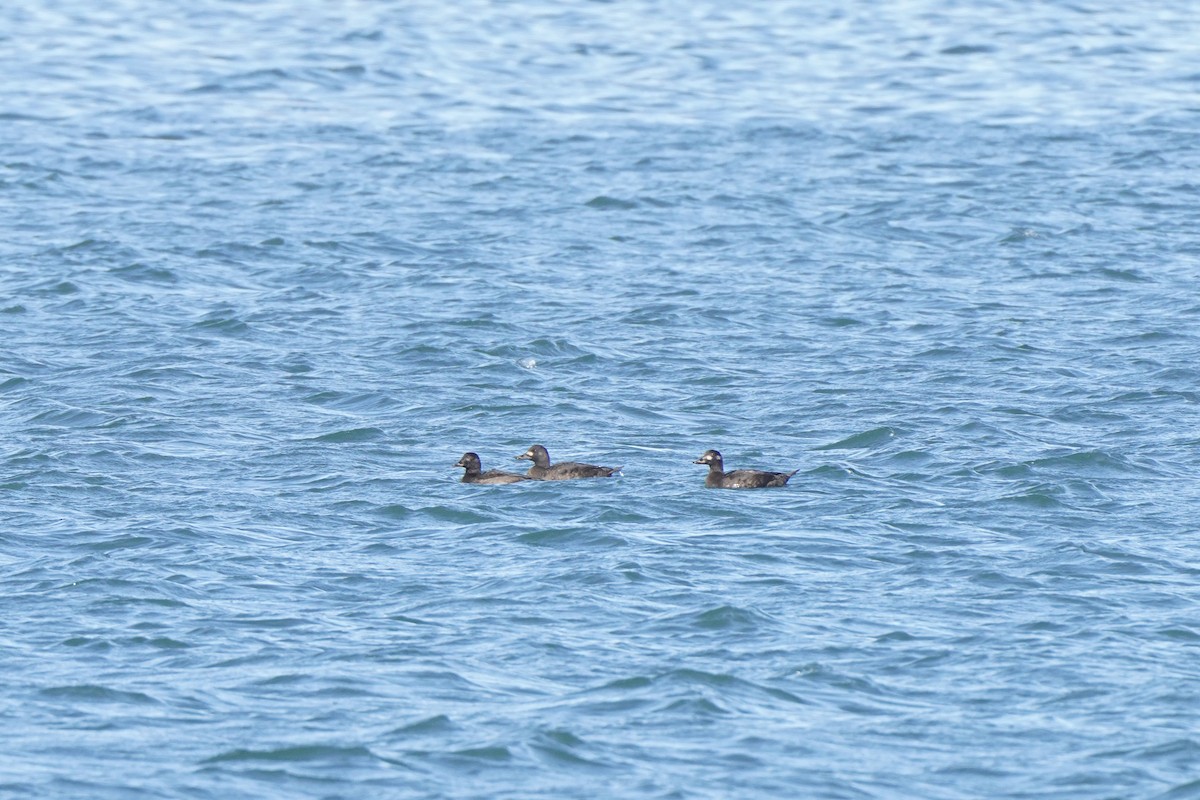 Velvet Scoter - ML644453356