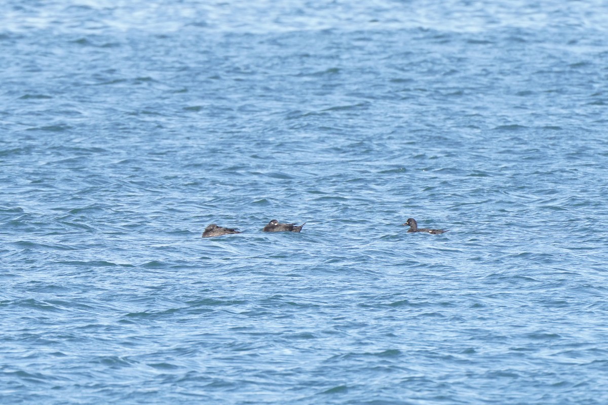 Velvet Scoter - ML644453357