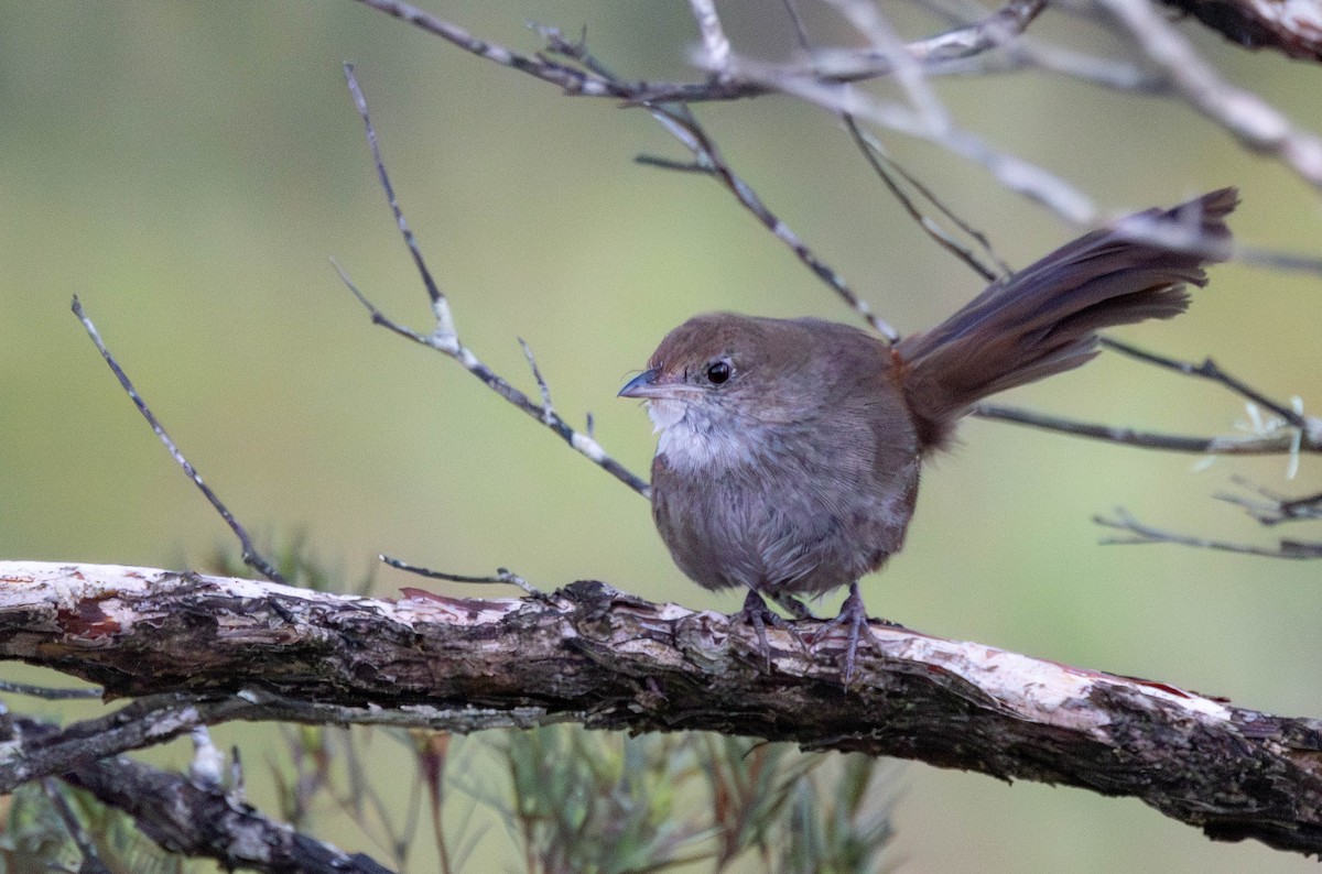 Eastern Bristlebird - ML644453364