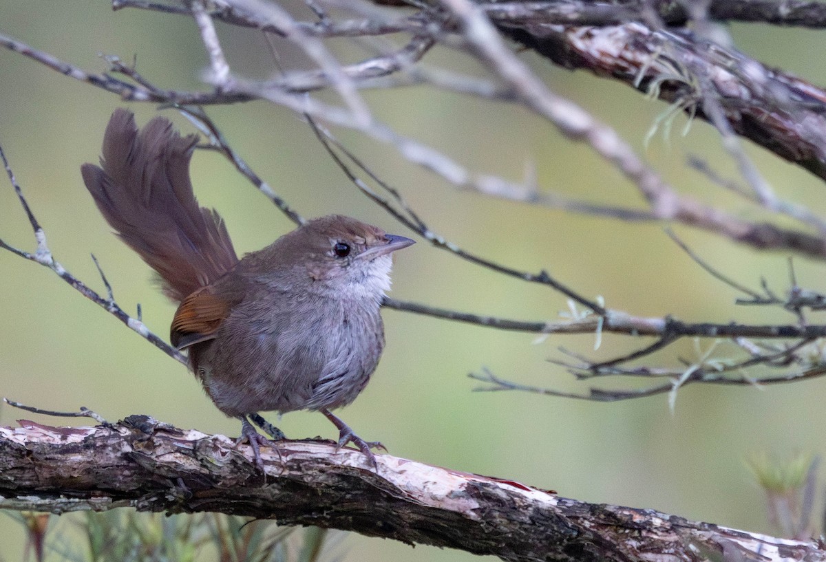 Eastern Bristlebird - ML644453365