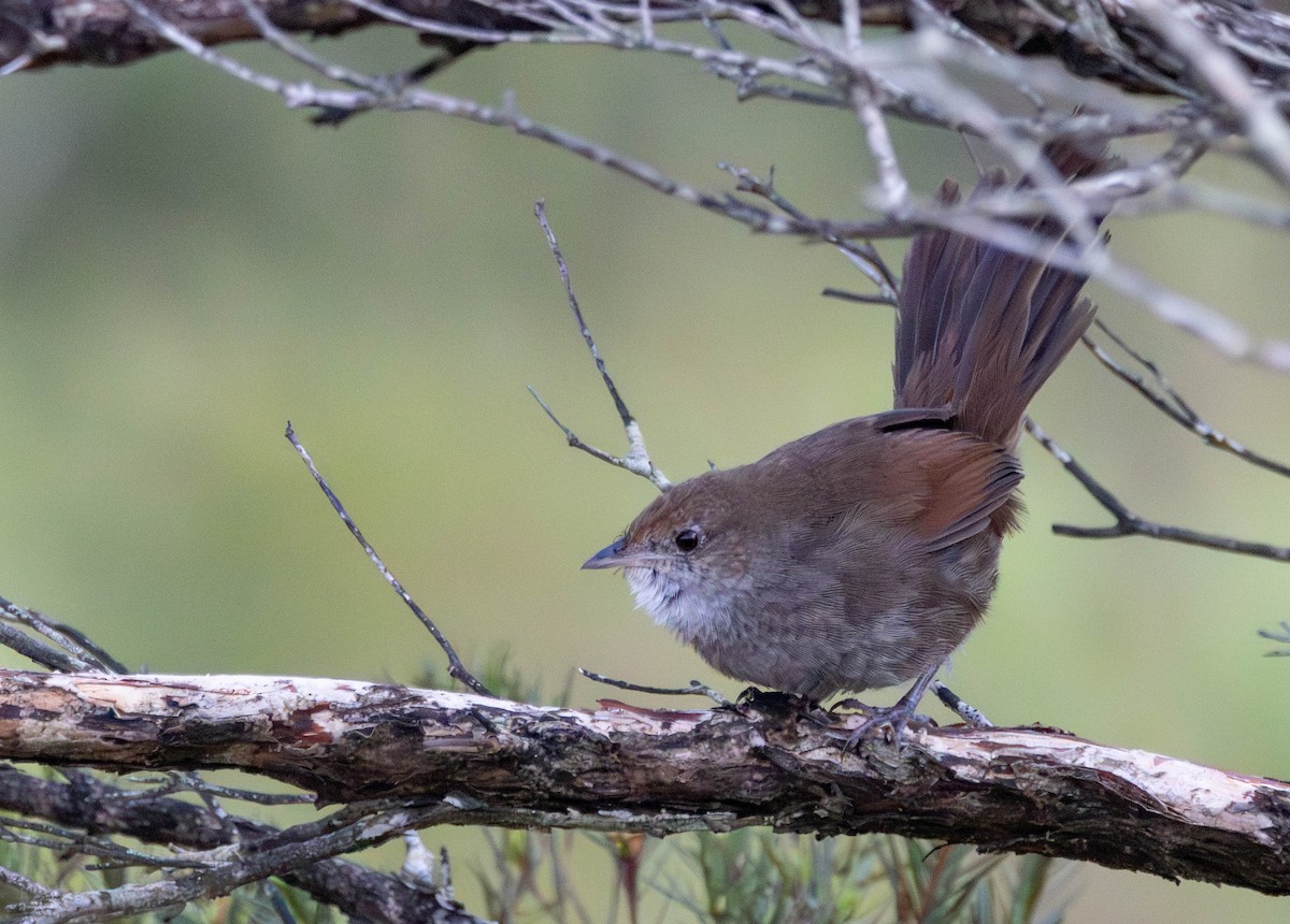 Eastern Bristlebird - ML644453366