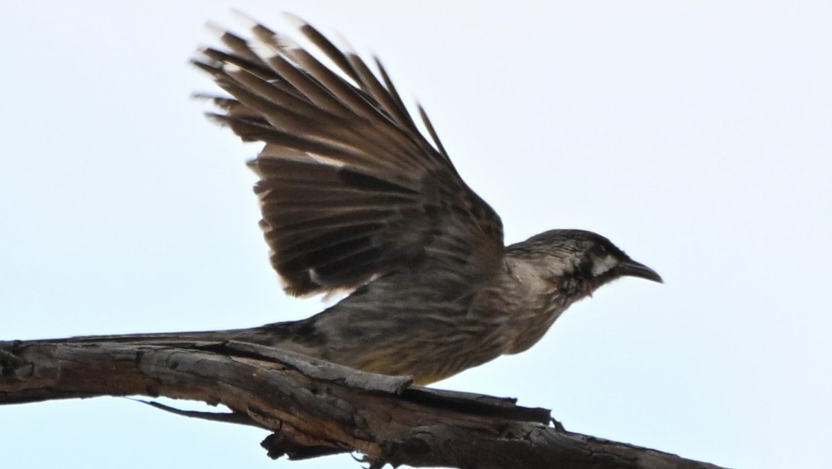 Red Wattlebird - ML644453368