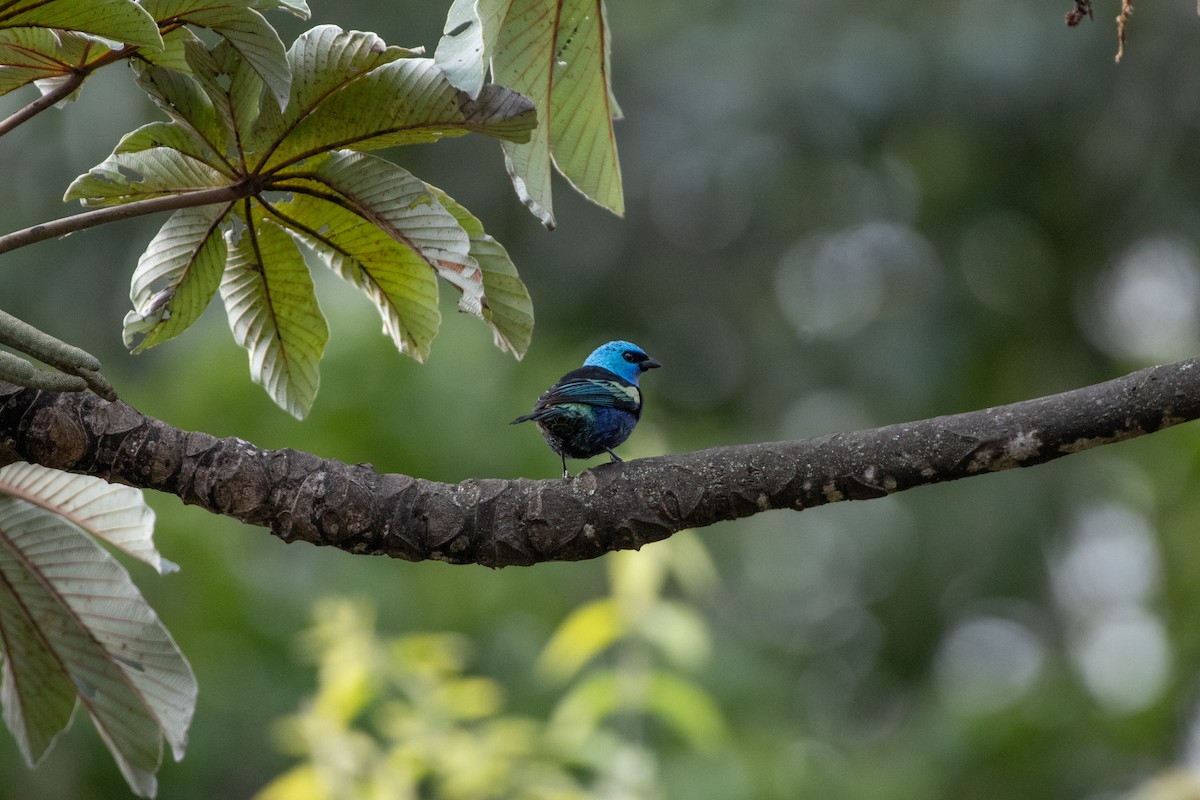 Blue-necked Tanager - ML644453371
