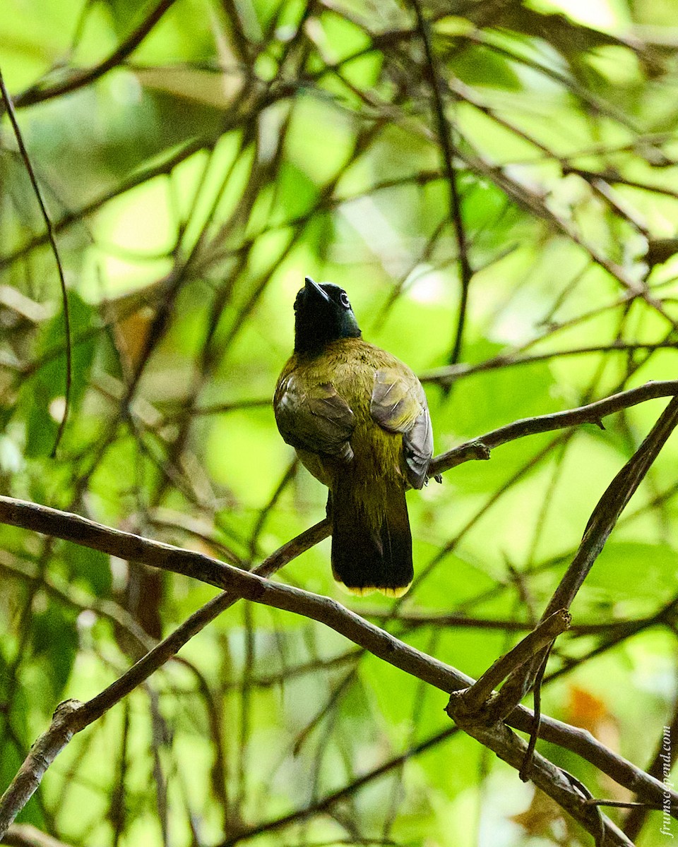 Black-headed Bulbul - ML644453372