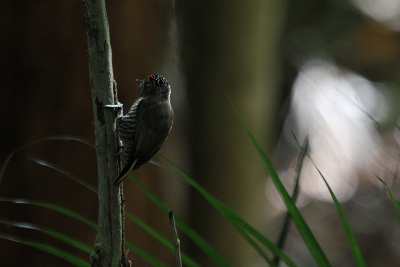 Carpinterito Variable - ML644453373