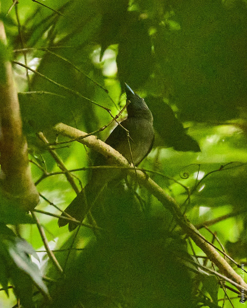 Black-naped Monarch - ML644453374