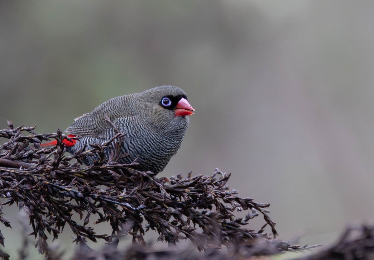 Вогнегуз тасманійський - ML644453375