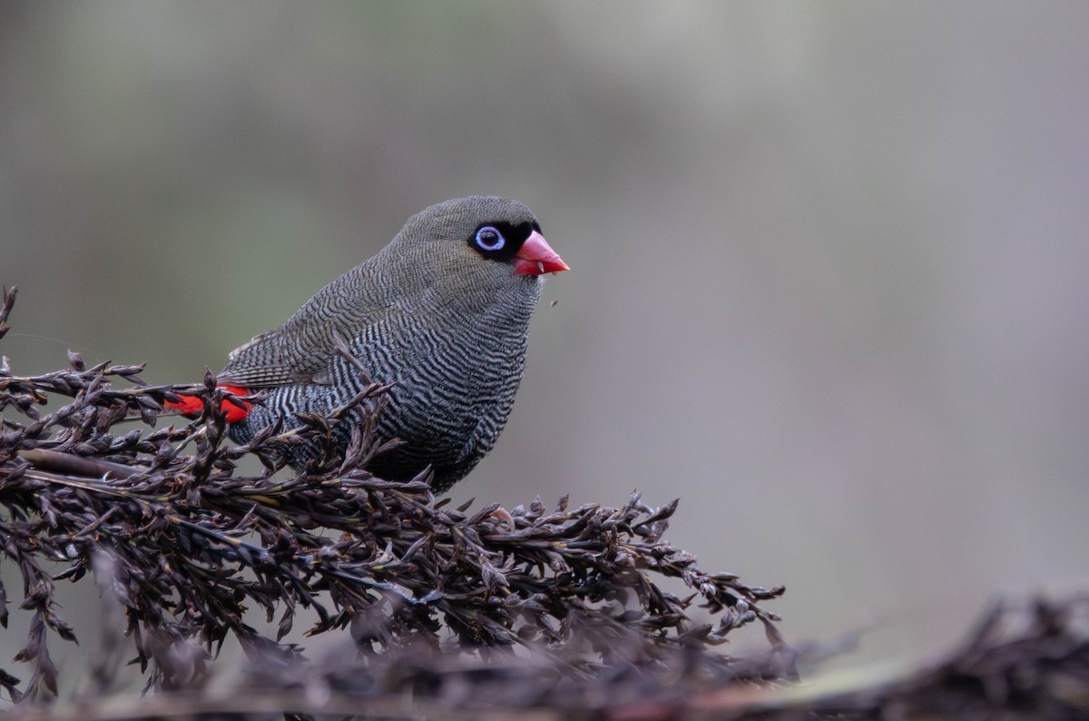 Вогнегуз тасманійський - ML644453376