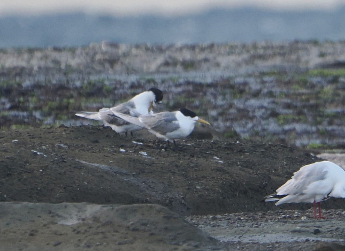 Крячок жовтодзьобий - ML644453383