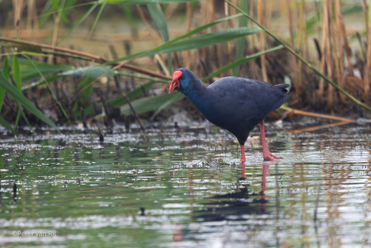 セイケイ - ML644453390