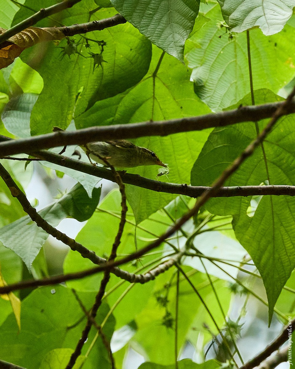 Arctic Warbler - ML644453397
