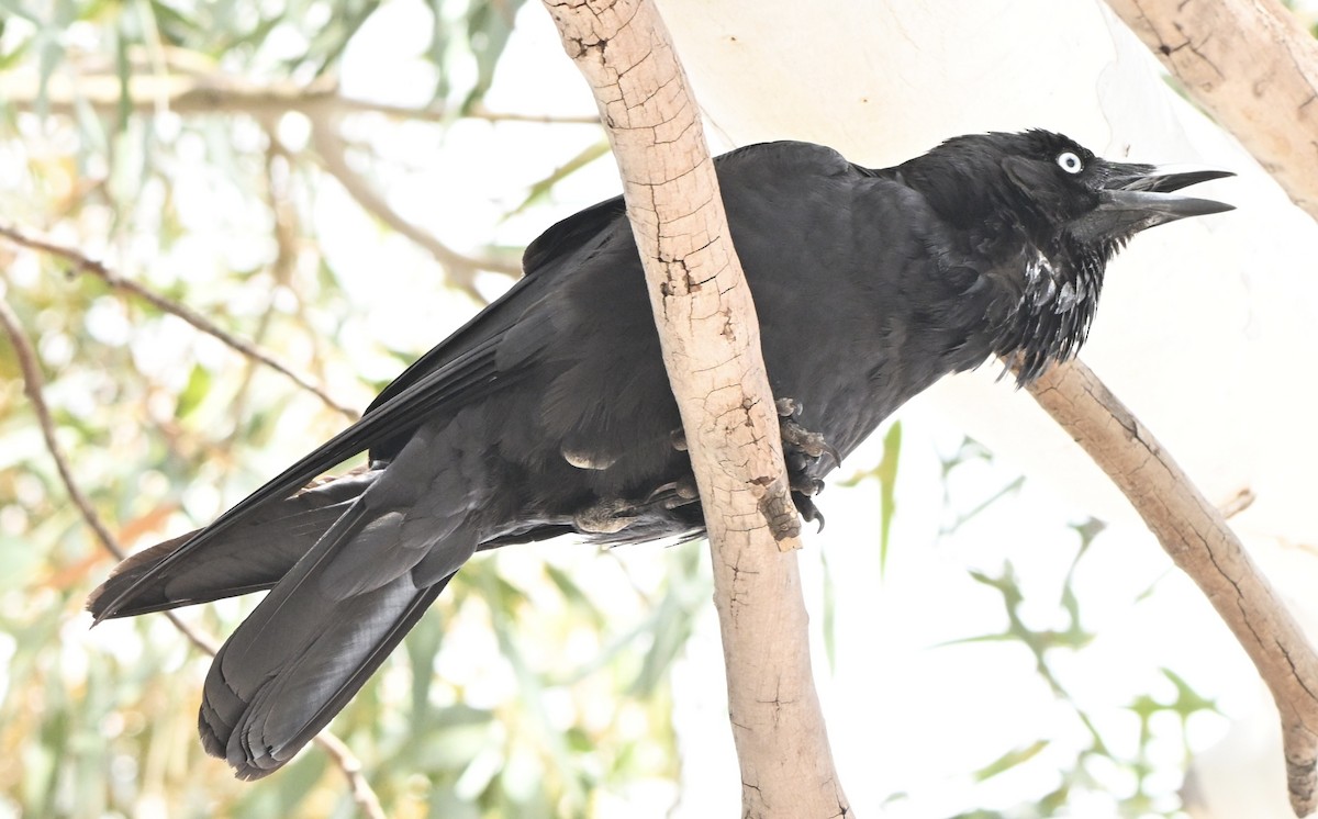 Cuervo Australiano - ML644453402