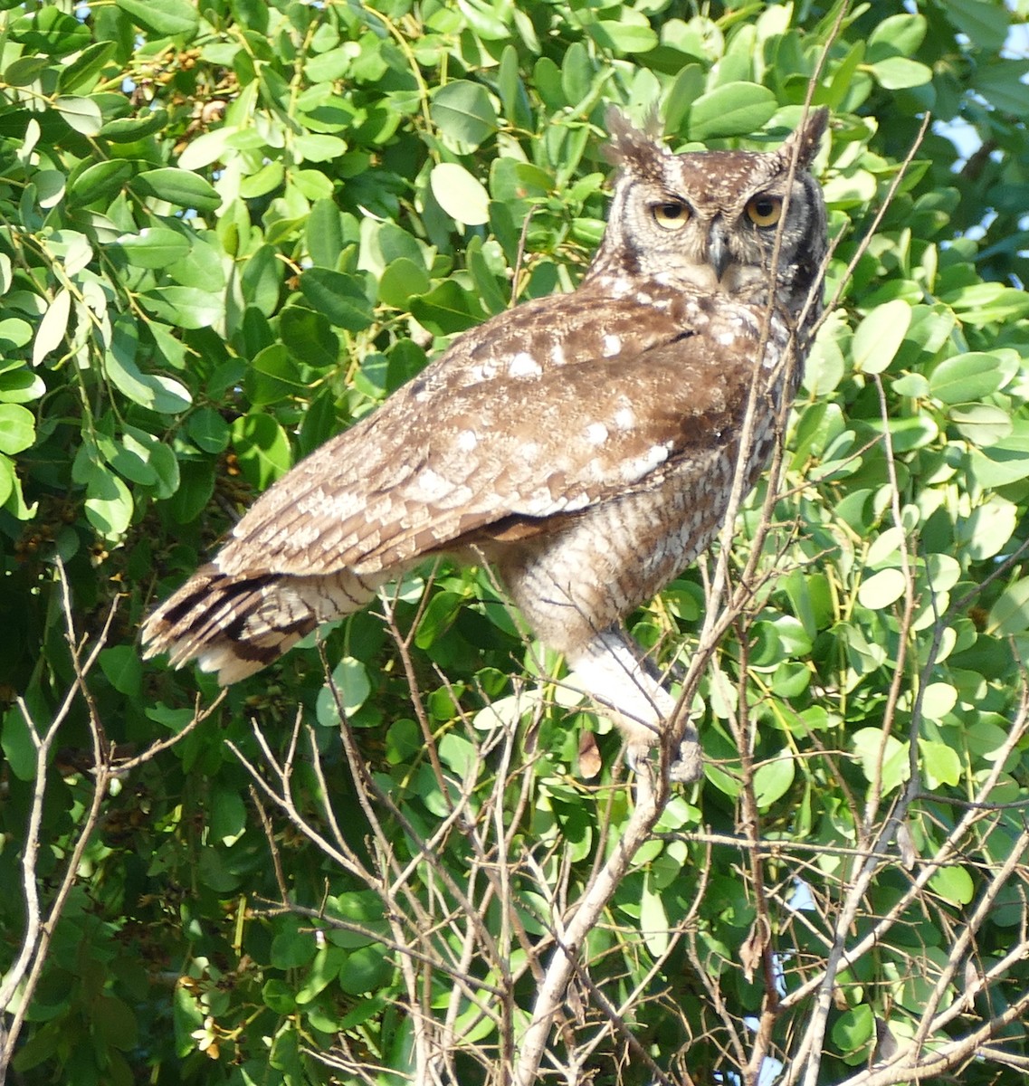 Grand-duc africain - ML644453404