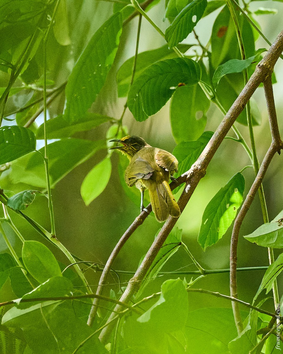 Stripe-throated Bulbul - ML644453418