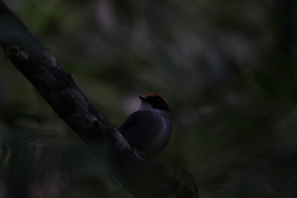 Black-cheeked Gnateater - ML644453419