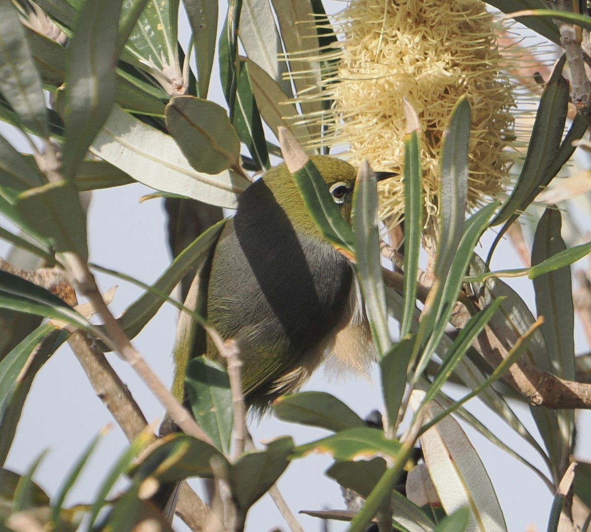 Silvereye - ML644453423