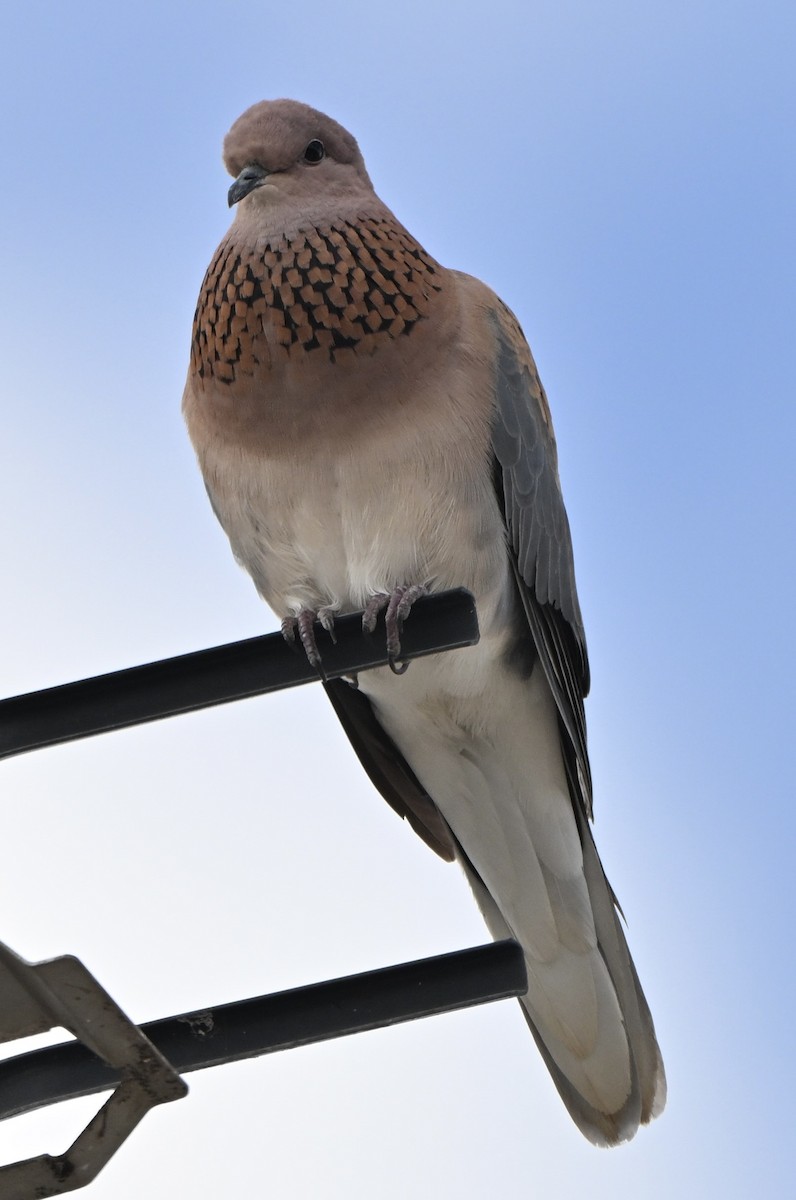 Малая горлица - ML644453430