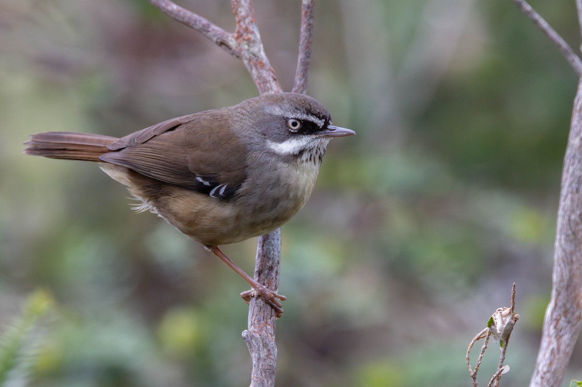 White-browed Scrubwren - ML644453435