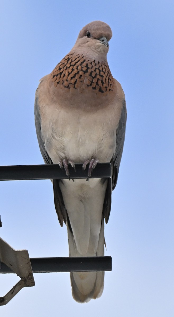 Малая горлица - ML644453439