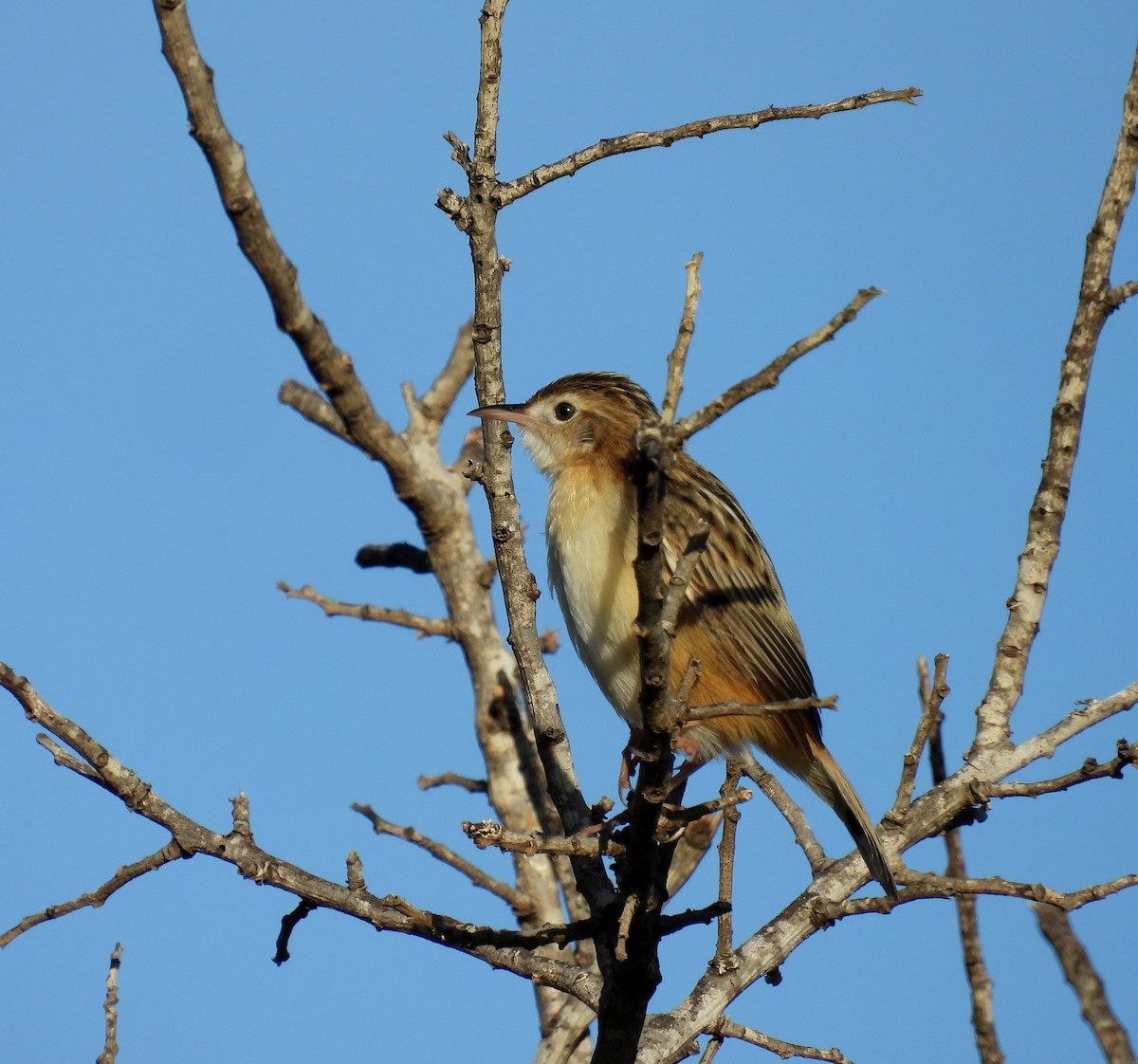 Zitting Cisticola - ML644453446