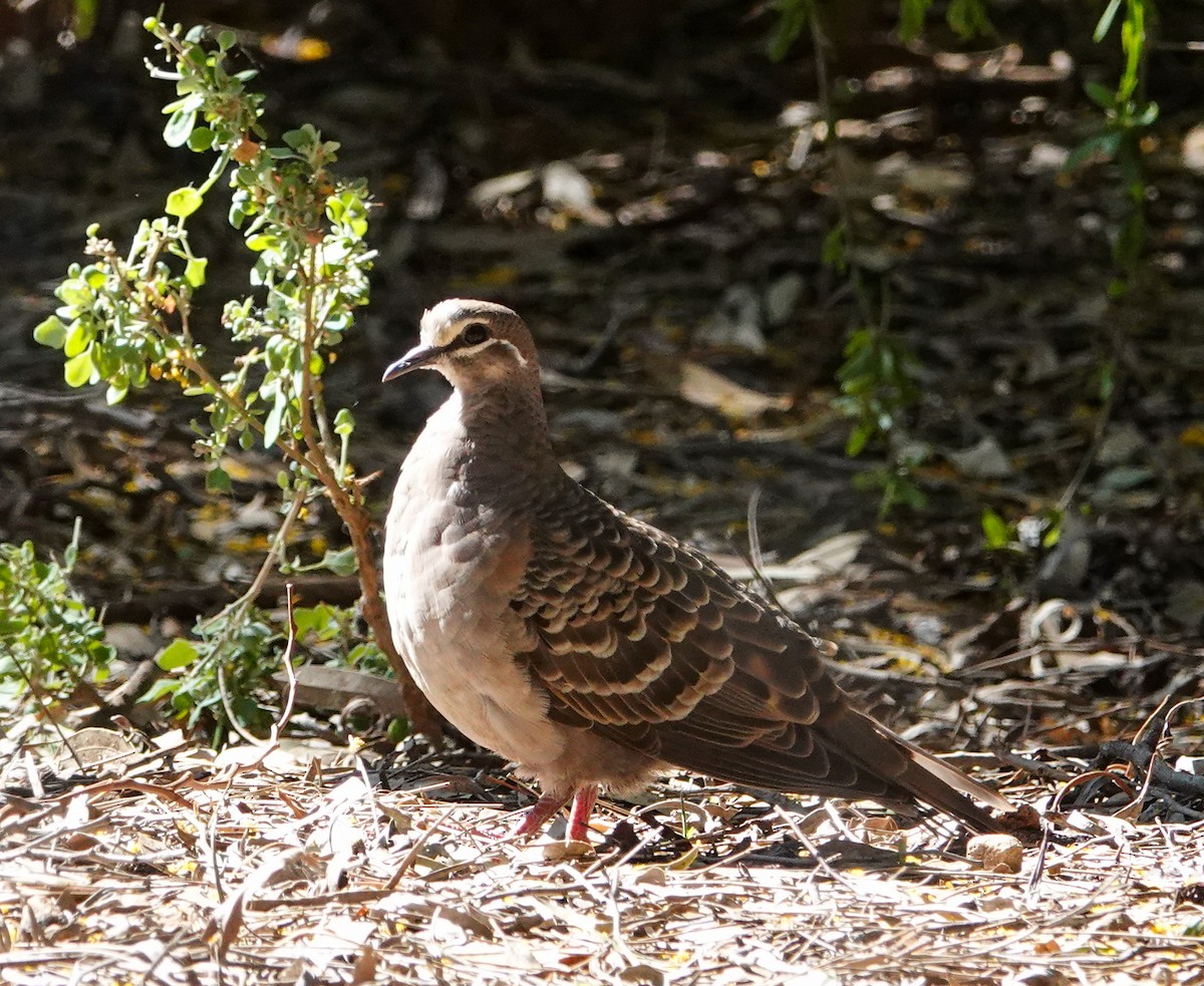 Common Bronzewing - ML644453455