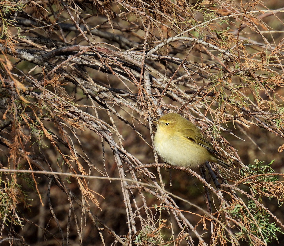 Common Chiffchaff - ML644453456