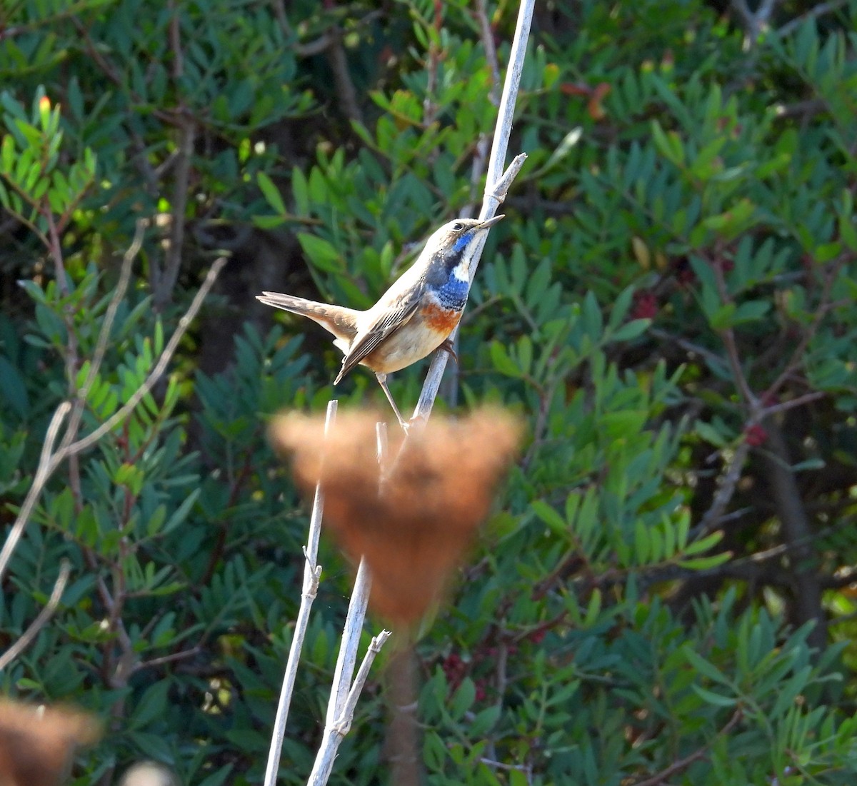 Bluethroat - ML644453464