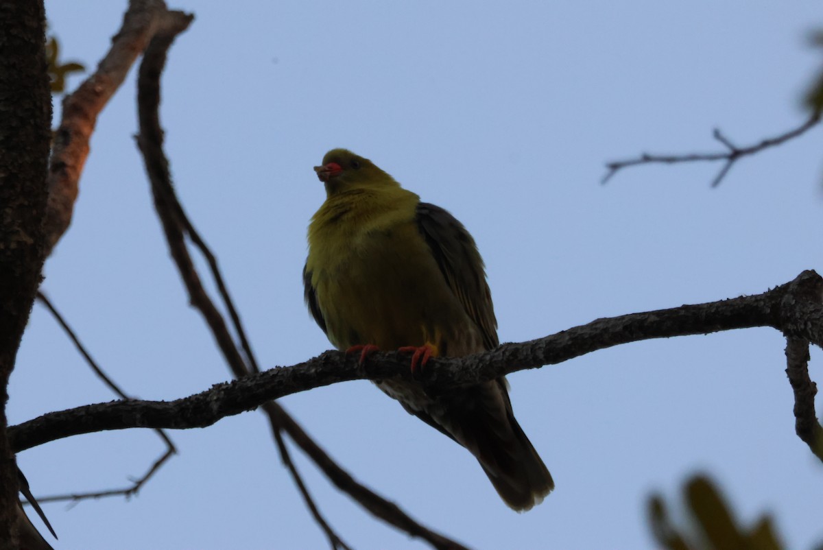 African Green-Pigeon - ML644453465