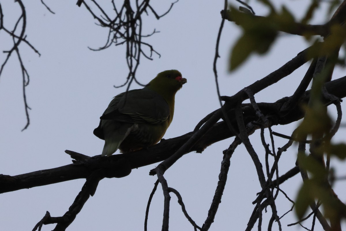 African Green-Pigeon - ML644453466