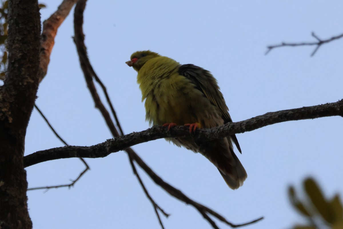 African Green-Pigeon - ML644453467