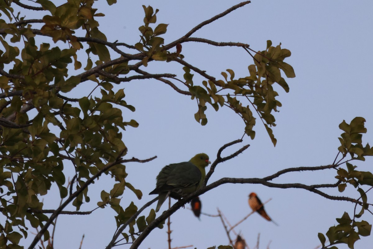 African Green-Pigeon - ML644453468