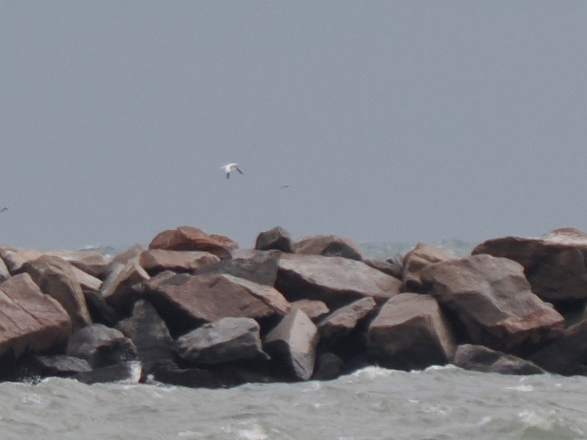 havsule - ML644453469