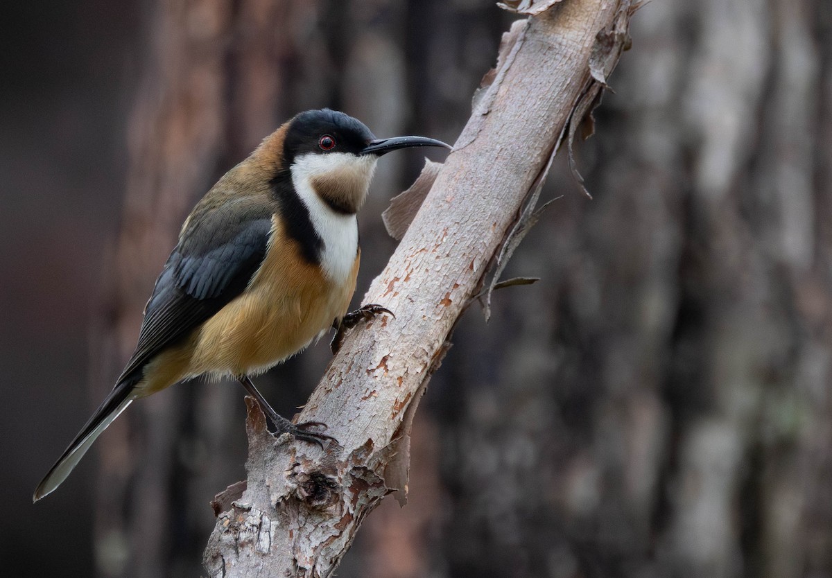 Eastern Spinebill - ML644453474