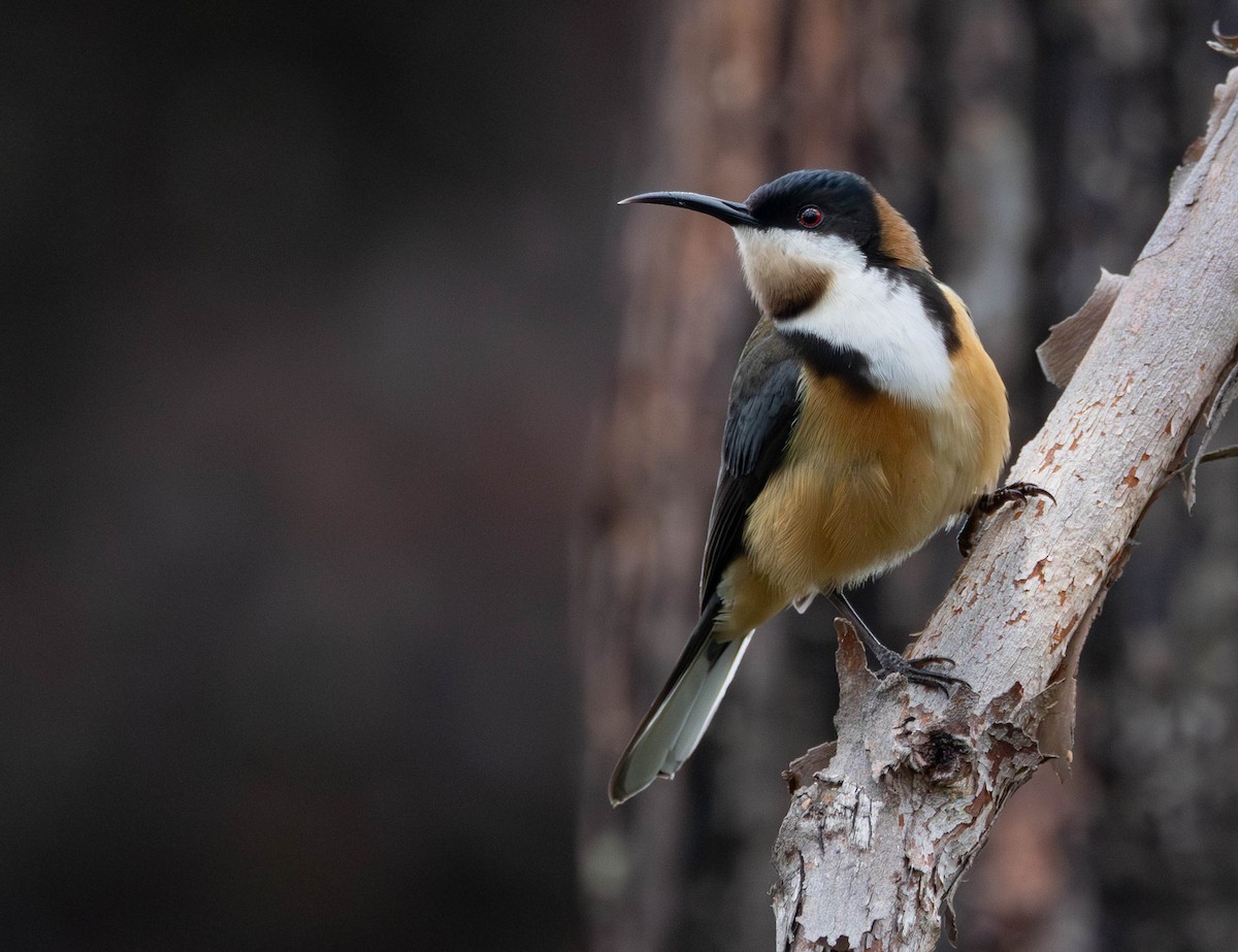 Eastern Spinebill - ML644453475