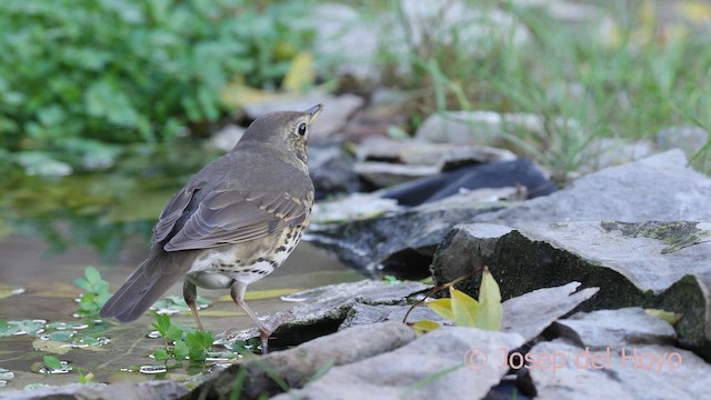 måltrost - ML644453477