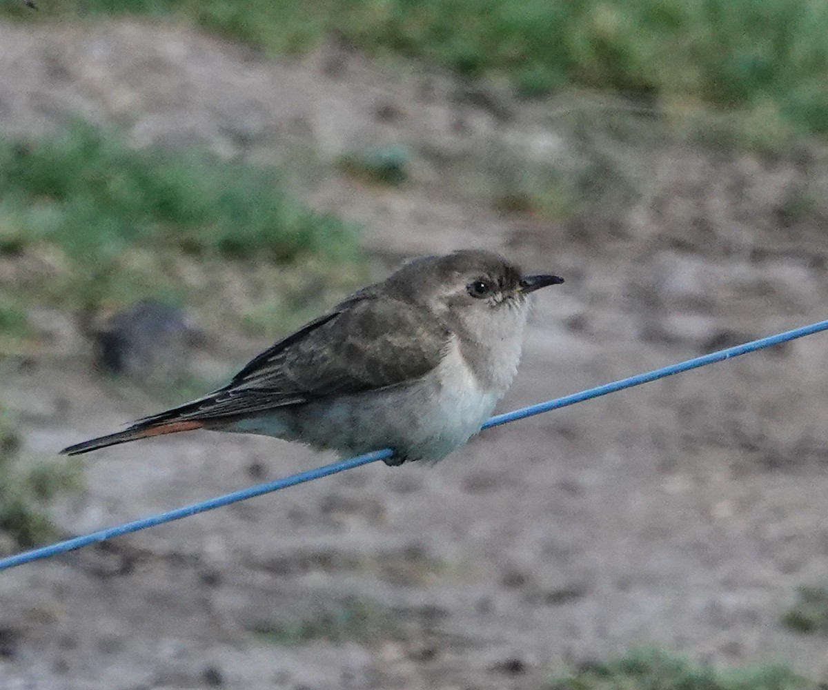 マミジロテリカッコウ - ML644453478