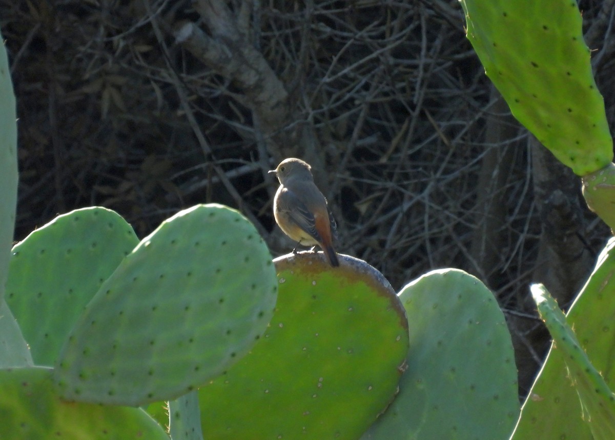 Moussier's Redstart - ML644453485