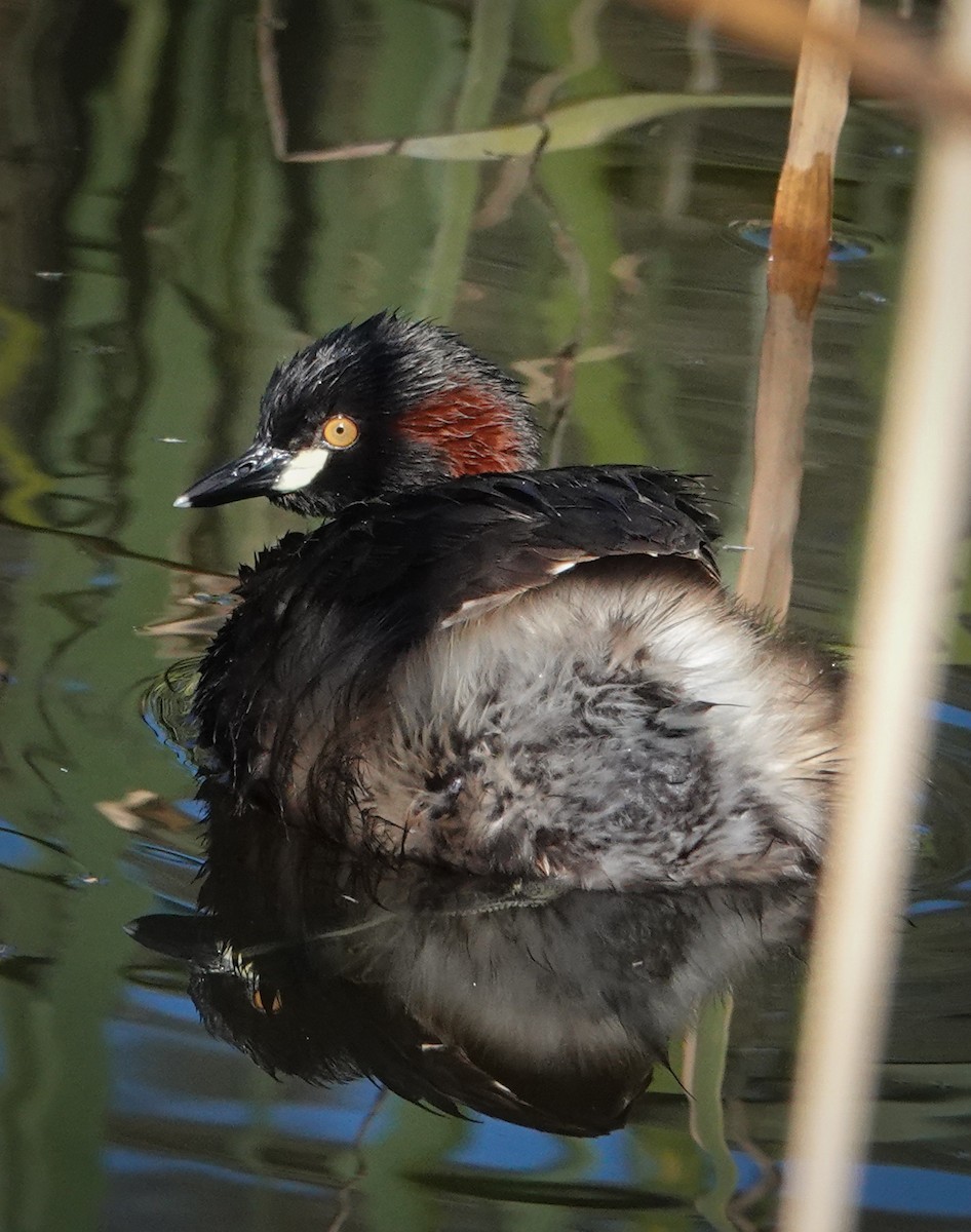 Australasian Grebe - ML644453494